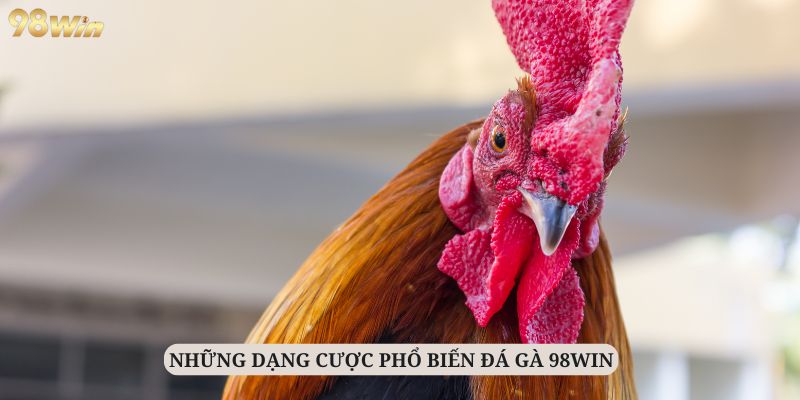 Ưu điểm nổi bật tại sảnh đá gà