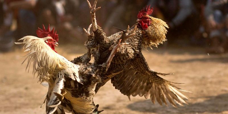 Đặc điểm nhận diện gà có vảy lạc diệp