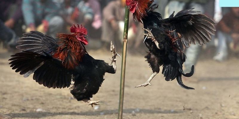 Đá gà cựa dao Philippines và lý do gọi là Sabong