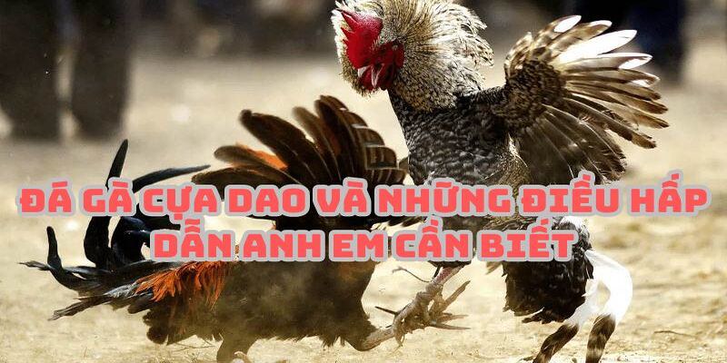 Hình thức thi đấu và đặt cược trong đá gà Thomo