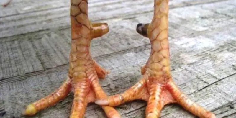 Cách đánh giá sức mạnh gà có vảy dặm ngón chúa