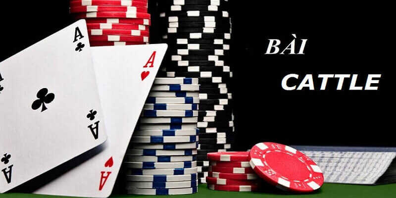 Bài Catte Là Gì? Luật Chơi, Cách Chơi Và Mẹo Thắng Cho Tân Thủ